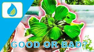 FLOATING AQUARIUM PLANT TIPS | 010