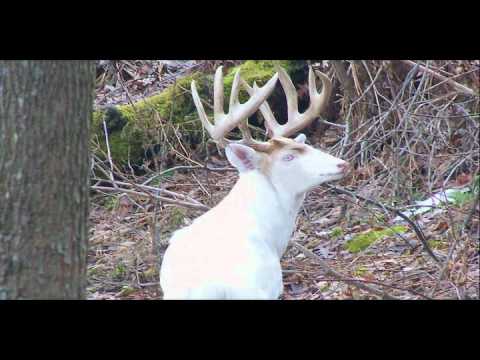 The Albino Trailer | Blue Spider Productions