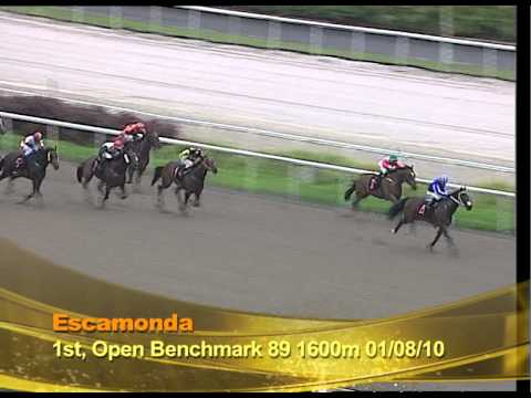 Longines Singapore Gold Cup 2010 Contenders (Escamonda)