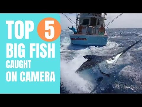Top 5 Big Fish Caught On Cameras | Amazing Fishing Skills |  Big Tuna