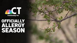 Connecticut is approaching peak allergy season | NBC Connecticut