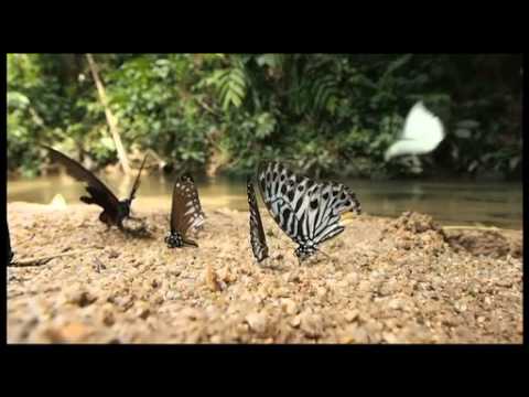 デレッセルティタイマイの吸水