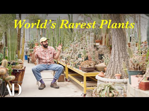 Inside a Hidden LA Greenhouse Full of the World’s Rarest Plants | Architectural Digest