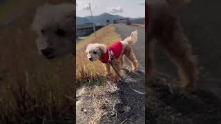 【しゃくれ犬クレール】 立ち止まることに強い意志を持って飼い主を困らせるトイプードル 【犬の日常】