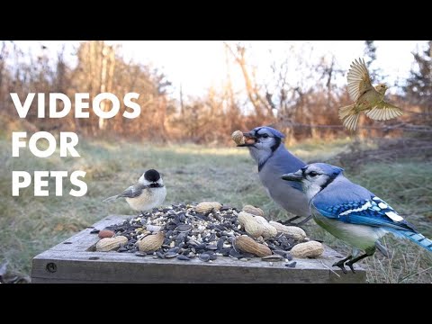 Blue Jays, Ravens, Woodpeckers and Backyard Animals - 10 Hour Video for Pets - Cat TV - Jan 04, 2024