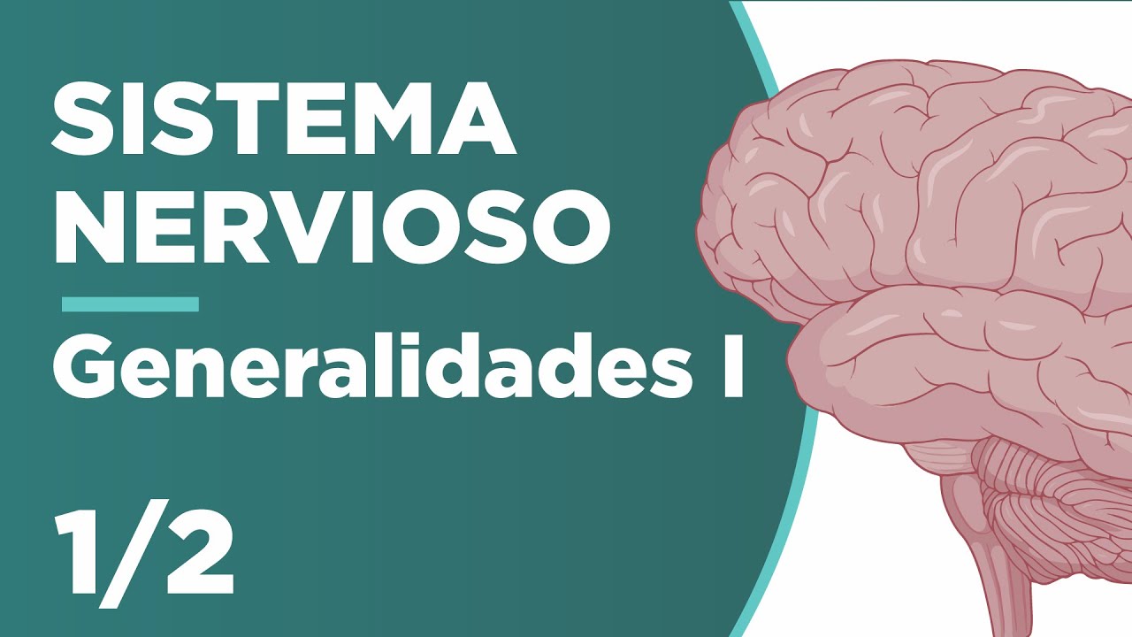 GENERALIDADES del SISTEMA NERVIOSO | Parte 1| Anatomía ¡Fácil y cortito! | Unani 🧠😉