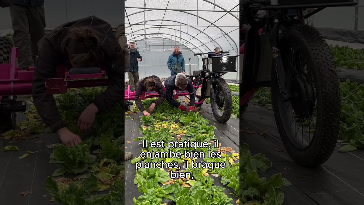 Vidéo Romanesco