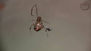 Dew Drop Spider (Argyrodes antipodianus)