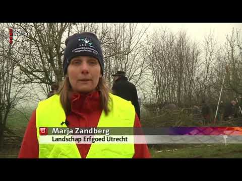 Kampioenschap heggenvlechten in Odijk [RTV Utrecht]