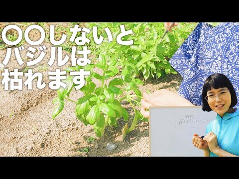 バジルを鉢で育てています