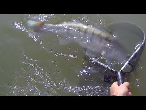 Dunav moje more, muvanje smuđa, Zander fishing Maestral 9