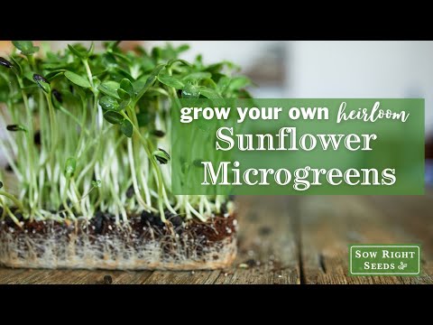 Sow Right Seeds | How to Grow Sunflower Microgreens