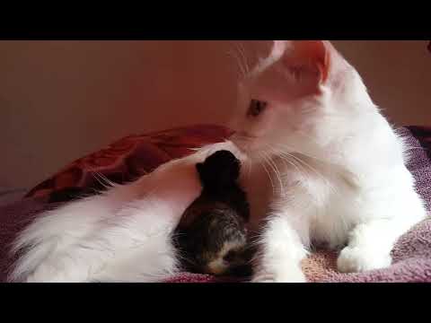 #short #shorts #cat white cat give birth to black kitten [who doesnt like cats]😍😍