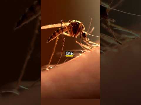 What happens when a mosquito bites you