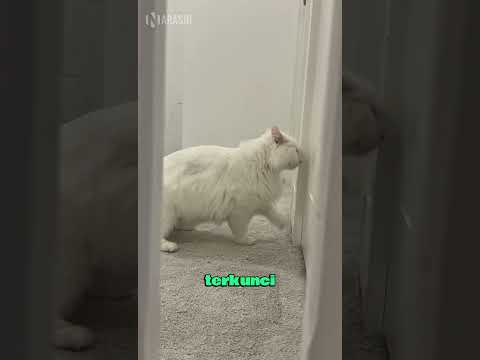 Cats' Reactions When Left by Their Owners 😹