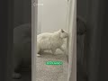 Cats Reactions When Left By Their Owners