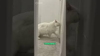 Download lagu Cats' Reactions When Left by Their Owners πΉ mp3 Download lagu Cats' Reactions When Left by Their Owners πΉ mp3