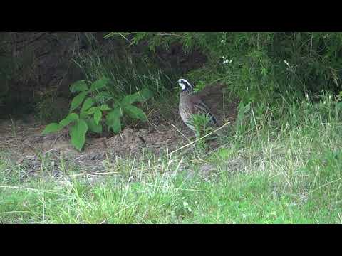 Quail does bobwhite sound - 2020