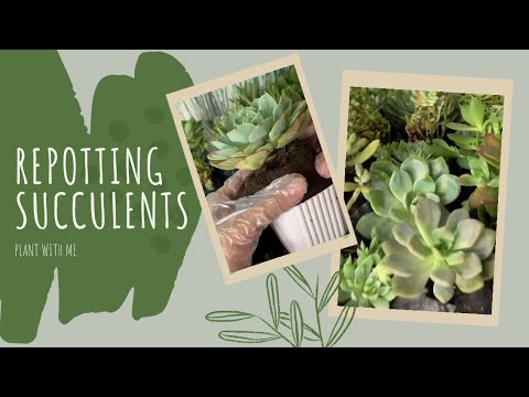 Repotting Succulents | Plants for beginners | By MC Santiago