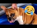 1 Hour Funny Talking Animals Compilation Of 2023 Pets Animals Cute