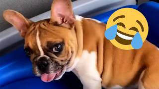 1 Hour Funny Talking Animals Compilation of 2023! #pets #animals  #cute