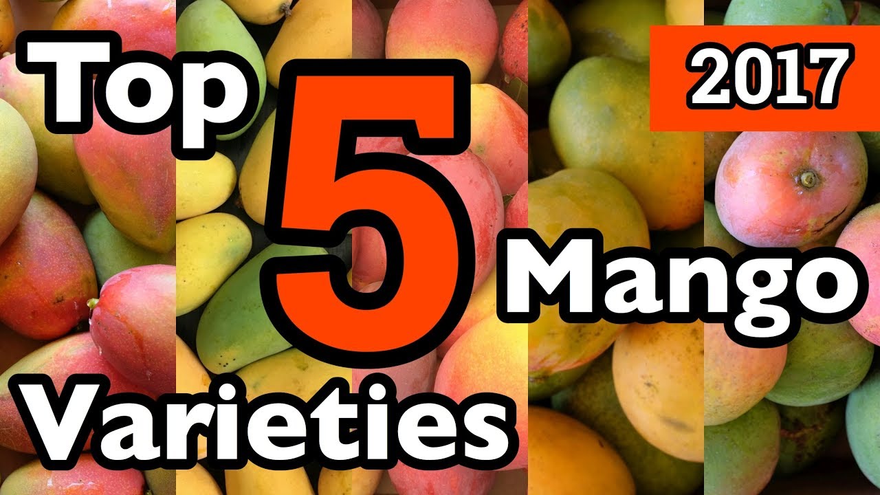 Truly Tropical's Top 5 Mango Varieties for 2017