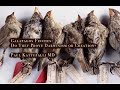 Galapagos Finches Prove Darwinism Or Creation