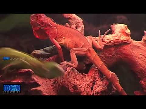 Mohammed Anas becomes familiar in Malayalam films by providing pets