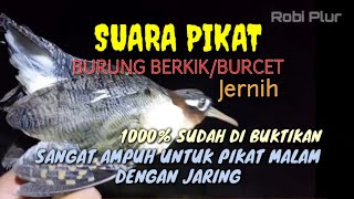 Download lagu 🔴 Suara pikat burung berkik/burcet 1000% sangat ampuh untuk malam hari munggunakan jaring mp3 Download lagu 🔴 Suara pikat burung berkik/burcet 1000% sangat ampuh untuk malam hari munggunakan jaring mp3