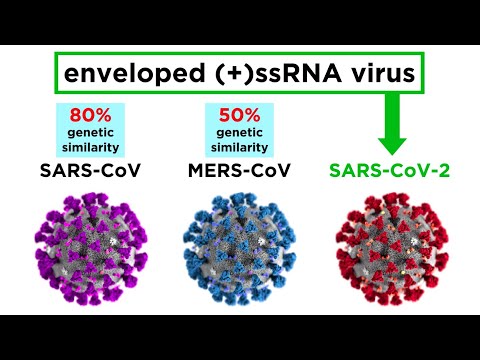 MERS-CoV and SARS-CoV-2 (COVID-19)