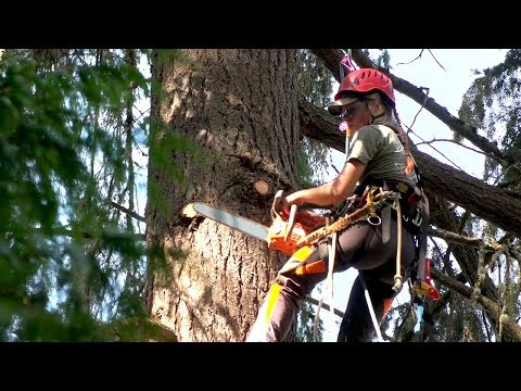 SpeedCut Nano - professional arborist saw chain