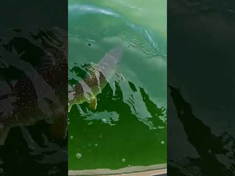 Northern Angle spring trolling lake trout