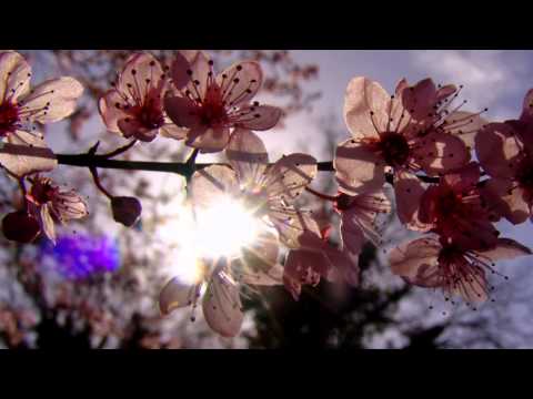 Miriam Stockley - Forever my heart