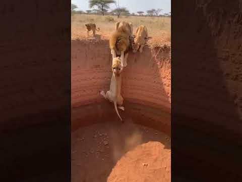 This Rescue Is UNREAL! — Animals, Pets