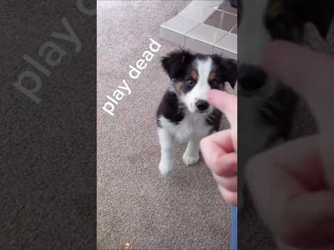 #funny #dogs #pet #dogscats#dogshorts #dog#doglover#doglife