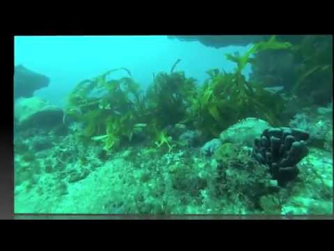 Boarfish Reef   Victoria