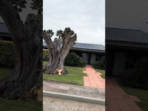 Alguém reconhece essa rua em Xangri-lá? #xangrila #riograndedosul #praia