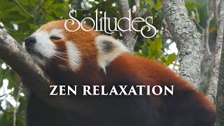 Dan Gibson’s Solitudes - Earth in Balance | Zen Relaxation