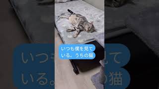 #cat#cute#猫