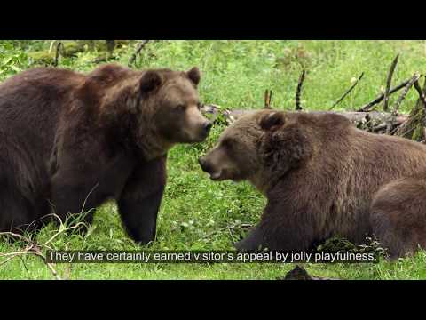 Latvijas savvaļas dzīvnieki: brūnie lāči