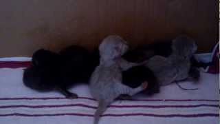 preview picture of video 'Hodowla Kotów Brytyjskich - GIMENE*PL - Miot 24.09.2012 - pierwsze zabawy'