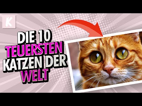 Die 10 teuersten Katzen der Welt