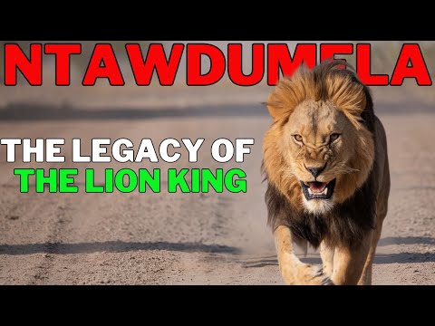 Lion - NTWADUMELA THE LION MOST FEARED BY HYENAS