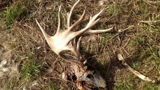 Freak nasty buck skull and carcass