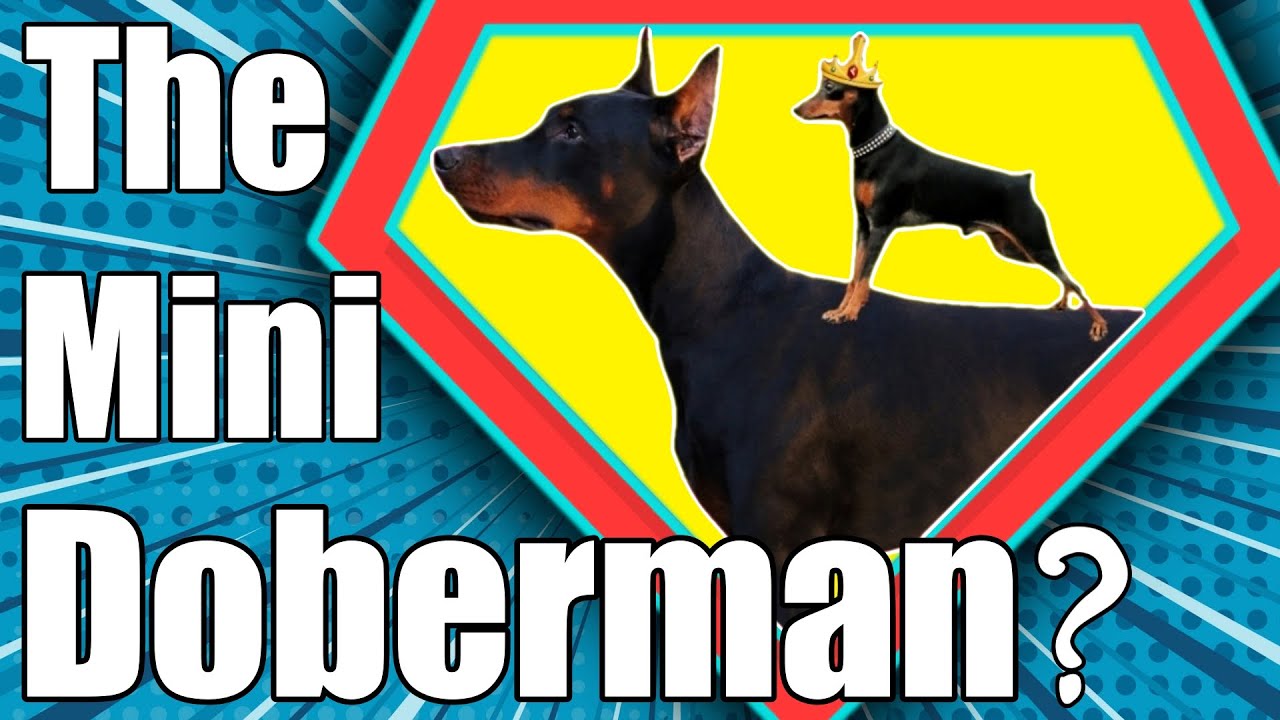 The Miniature Doberman Pinscher - Is the Miniature Pinscher A Mini Doberman Pinscher?