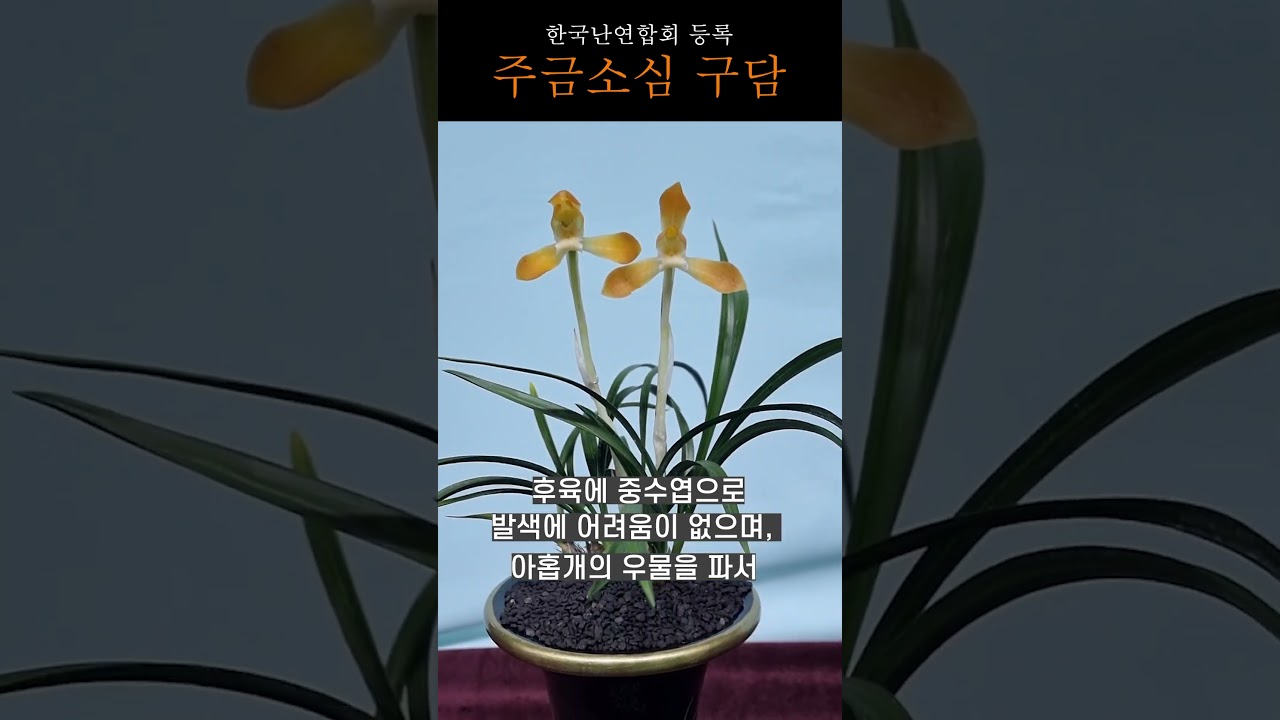 쇼츠 썸네일