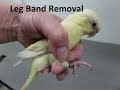 How to Remove a Leg Band on a Lineolated Parakeet