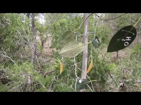 VWS 11 Ephemerial Art, book leaves, "left to the Elements"