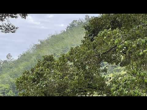 Sayalay Susīlā - Guided Breathing (Anapanasati) Meditation (12th Mar 2022)