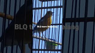 Download lagu Anis merah MENTAL BAJA GACOR mp3